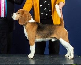 Chien Elevage BEAGLE Des Chasseurs Du Temps leveur de chiens