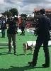  - Grand prix des Chiens de Chasse - Game Fair