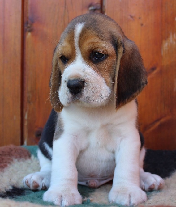 Des Chasseurs Du Temps - Des chiots sont disponibles à la réservation