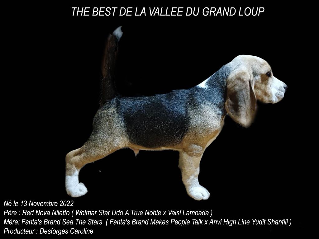 The best de la vallée du grand loup
