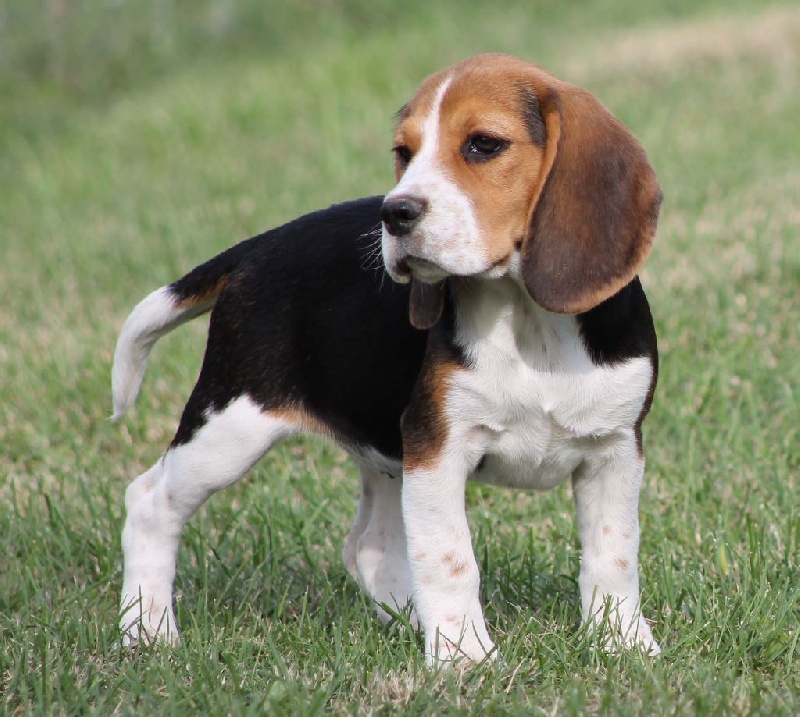 Des Chasseurs Du Temps - Beagle - Portée née le 15/06/2014