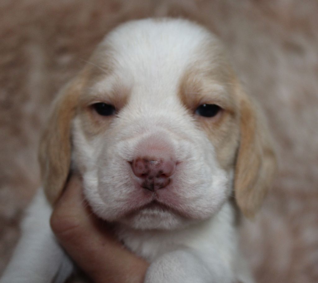 Des Chasseurs Du Temps - Chiot disponible  - Beagle