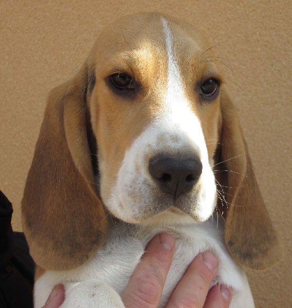 Des Chasseurs Du Temps - Beagle - Portée née le 25/06/2014