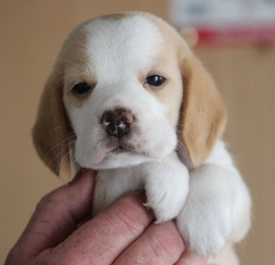 Des Chasseurs Du Temps - Beagle - Portée née le 19/05/2024