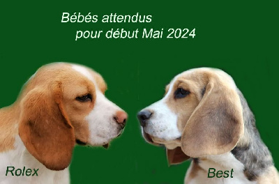 Des Chasseurs Du Temps - Beagle - Portée née le 24/02/2024