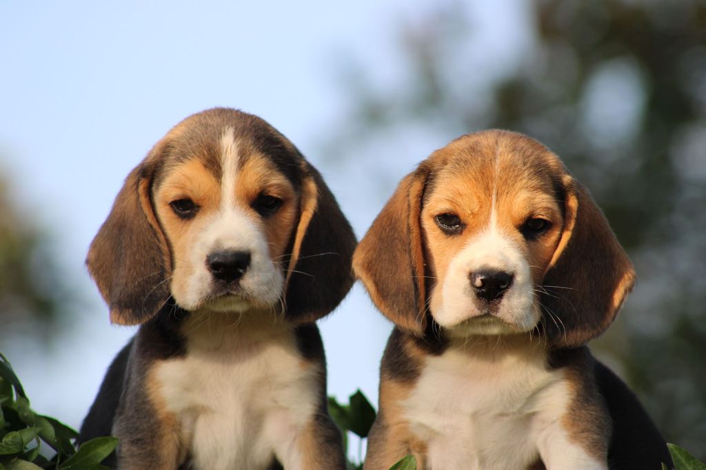 chiot Beagle Des Chasseurs Du Temps