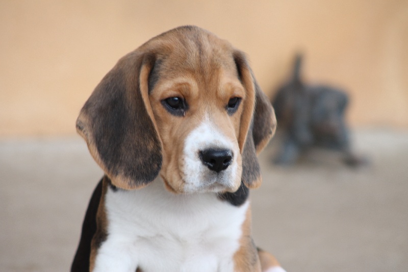 Des Chasseurs Du Temps - Beagle - Portée née le 18/11/2013