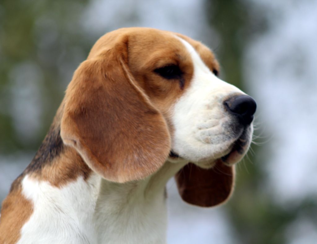 Pisteur Des Chasseurs Du Temps
