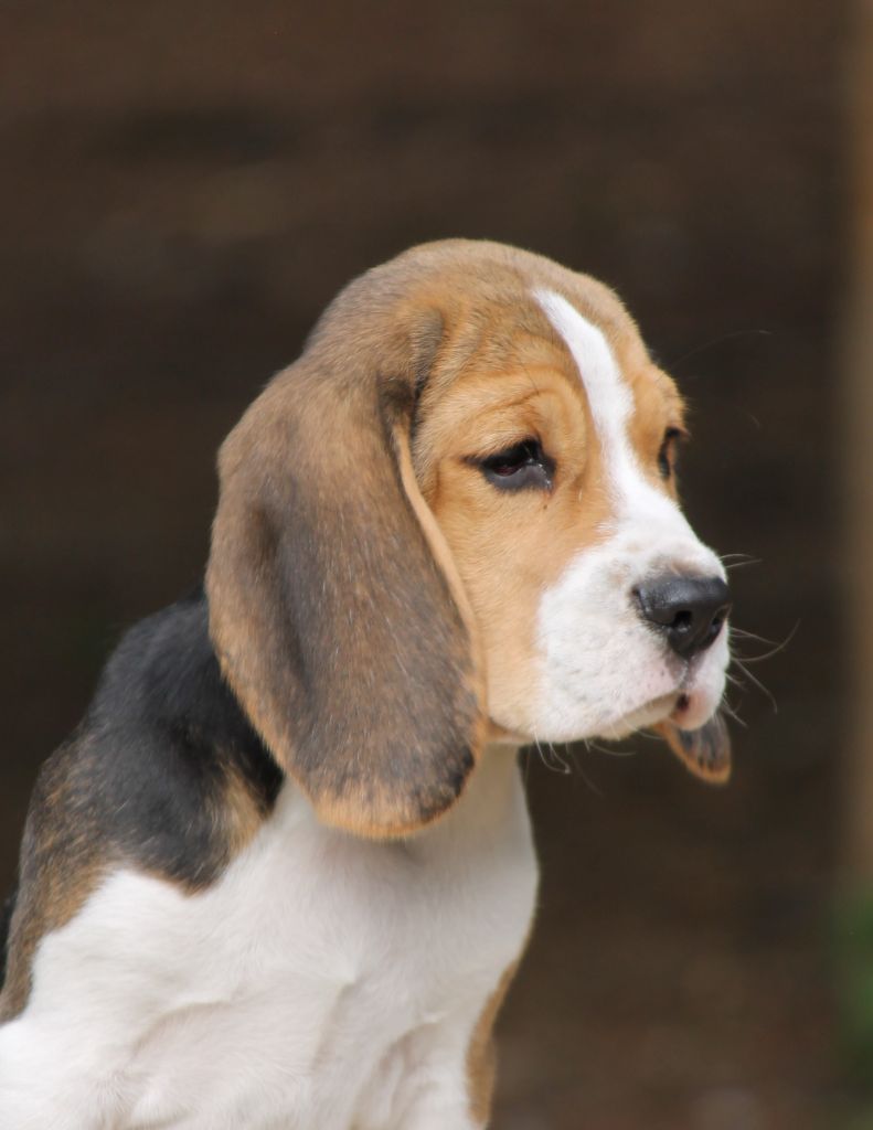 Apache Des Veneurs Du Mazaureix