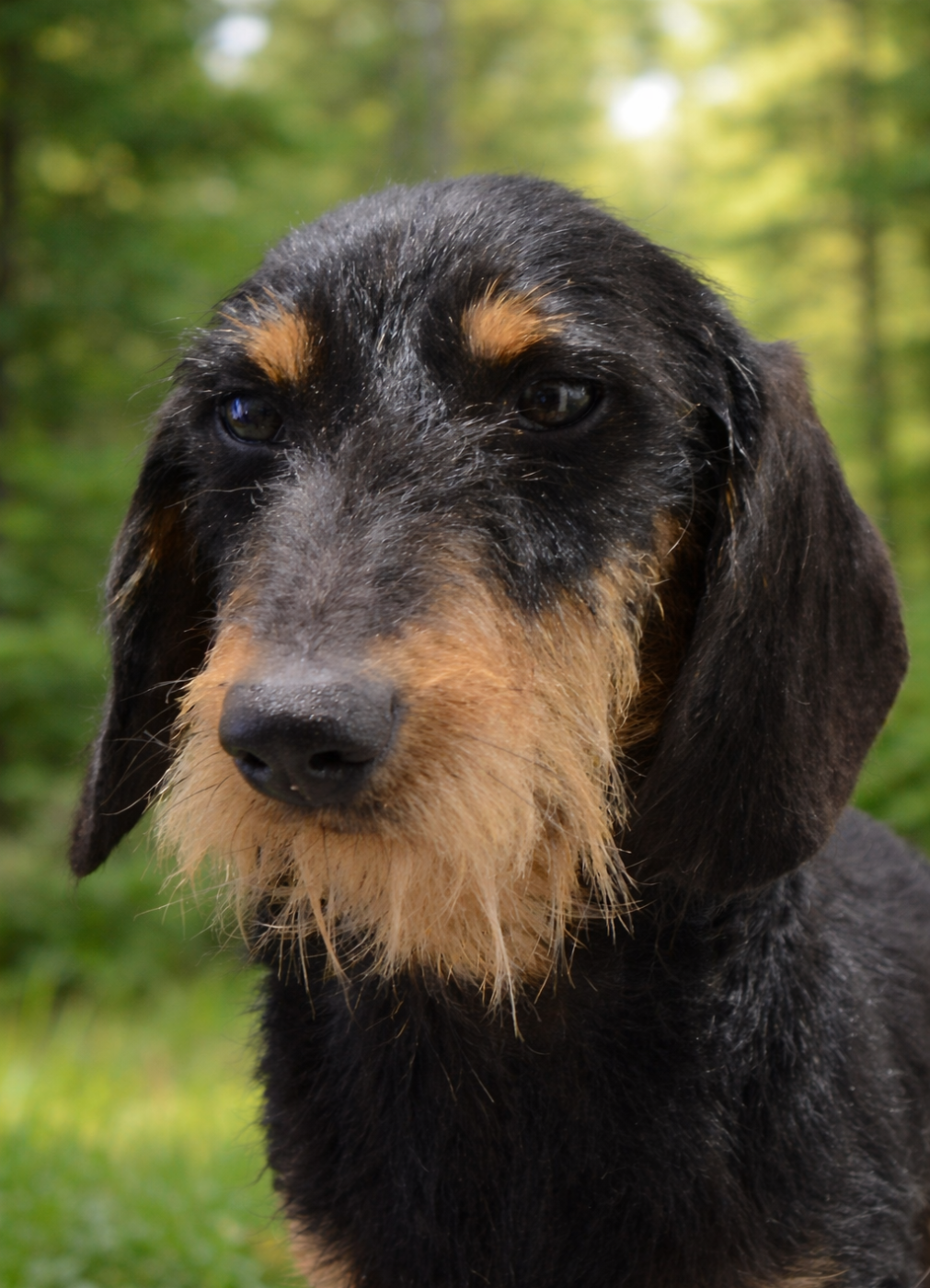 Austin Des Chasseurs Du Temps