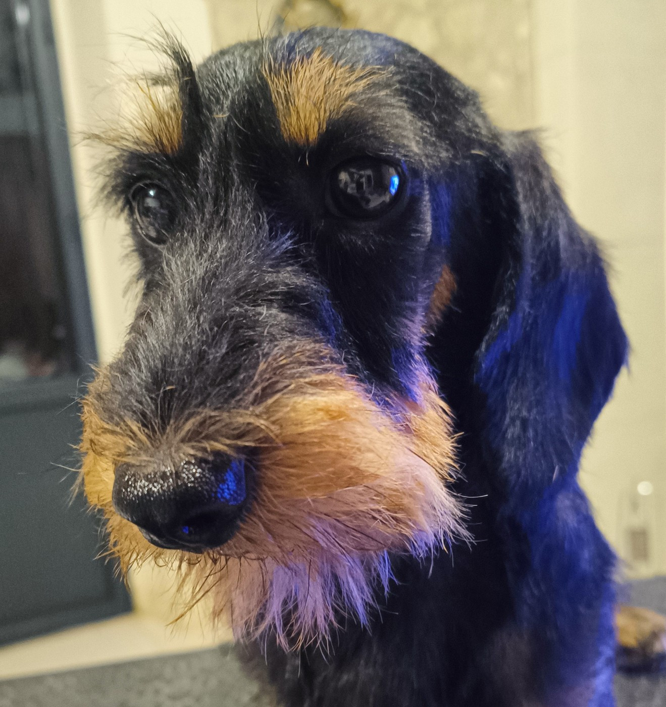 Viper Des Chasseurs Du Temps