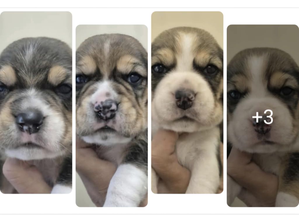 Bébés disponibles à la réservation 