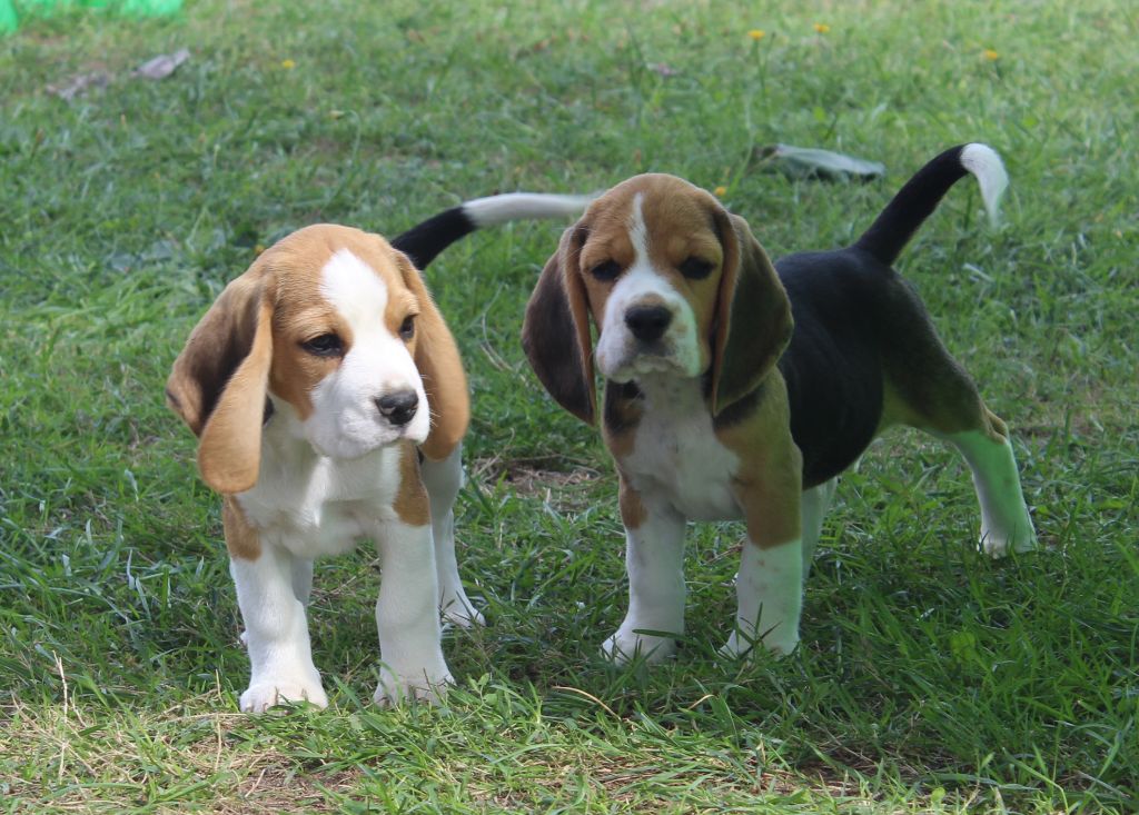 Des Chasseurs Du Temps - Beagle - Portée née le 03/07/2022
