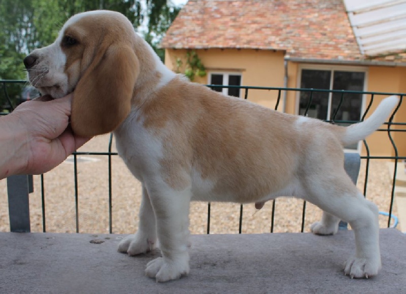 Des Chasseurs Du Temps - Beagle - Portée née le 20/04/2016