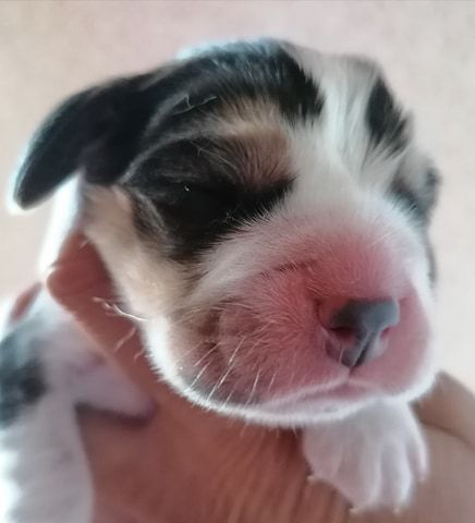 Des Chasseurs Du Temps - Beagle - Portée née le 24/05/2020