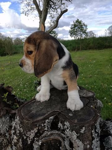 Des Chasseurs Du Temps - Beagle - Portée née le 16/02/2017