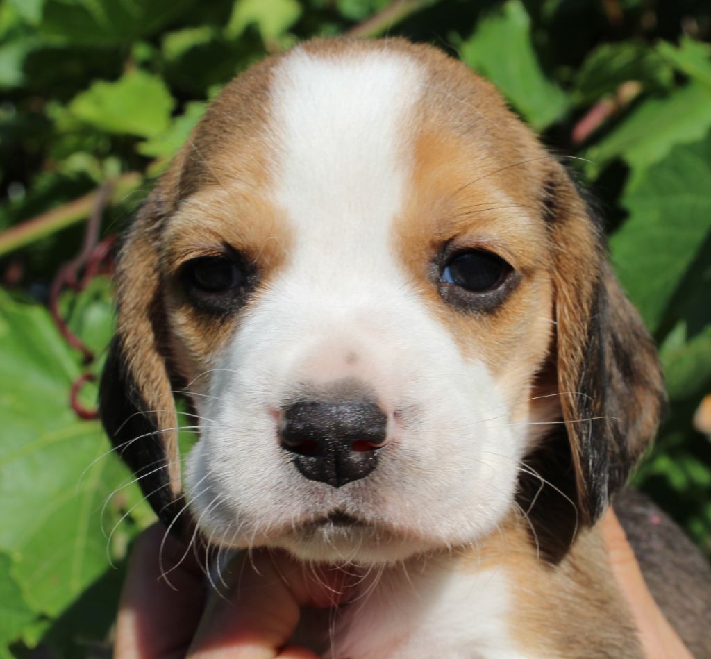 Des Chasseurs Du Temps - Beagle - Portée née le 25/06/2020