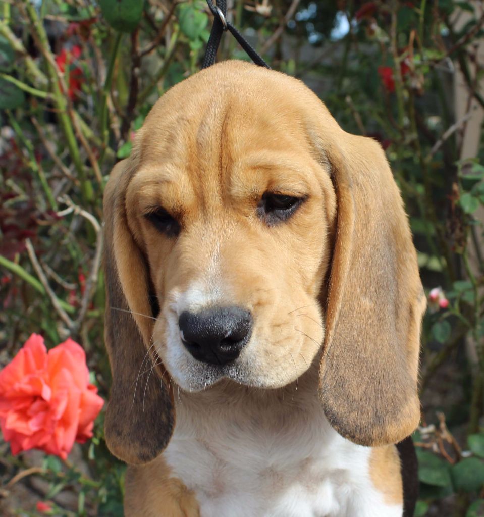Des Chasseurs Du Temps - Beagle - Portée née le 08/05/2017