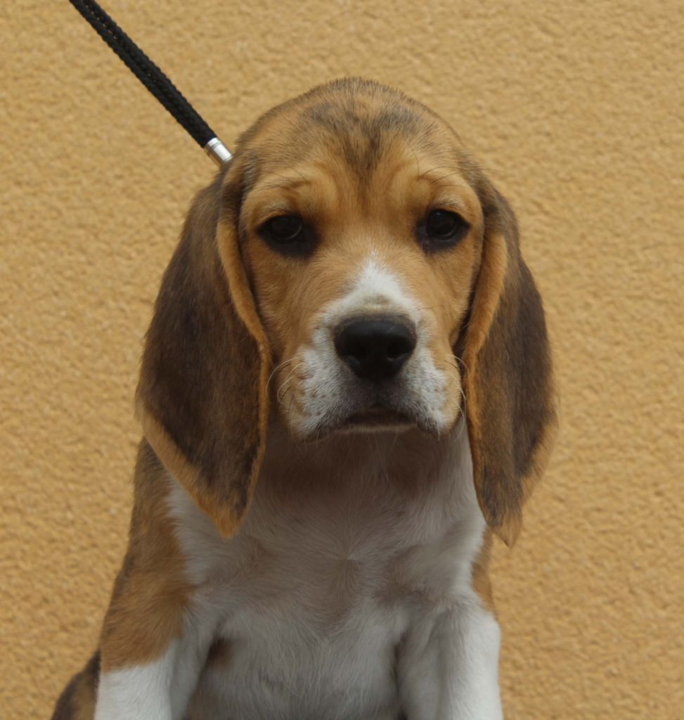 Des Chasseurs Du Temps - Beagle - Portée née le 13/05/2018