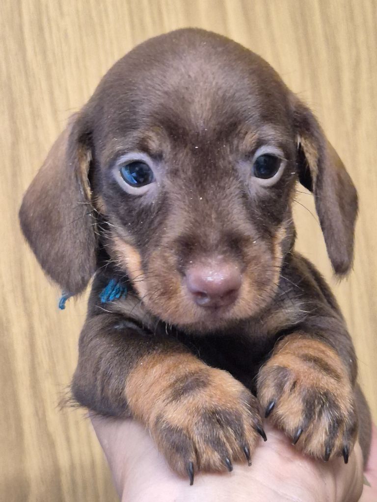 Des Chasseurs Du Temps - Teckel poil dur - Portée née le 08/08/2025