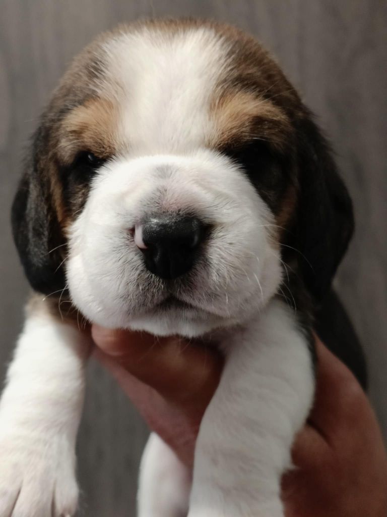 Des Chasseurs Du Temps - Chiots disponibles - Beagle