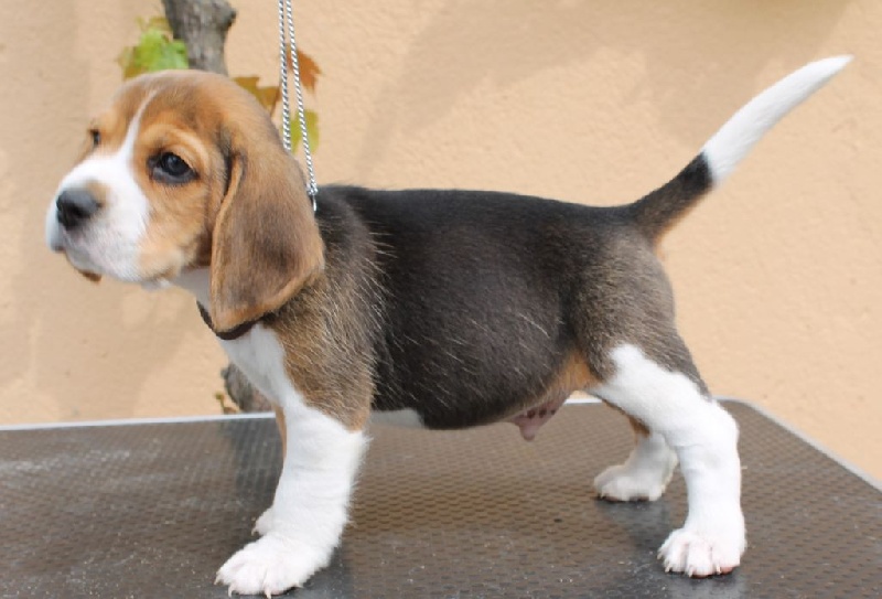 Des Chasseurs Du Temps - Beagle - Portée née le 13/04/2016