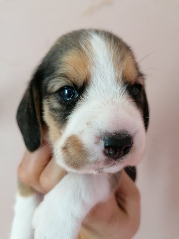 Des Chasseurs Du Temps - Beagle - Portée née le 28/09/2021