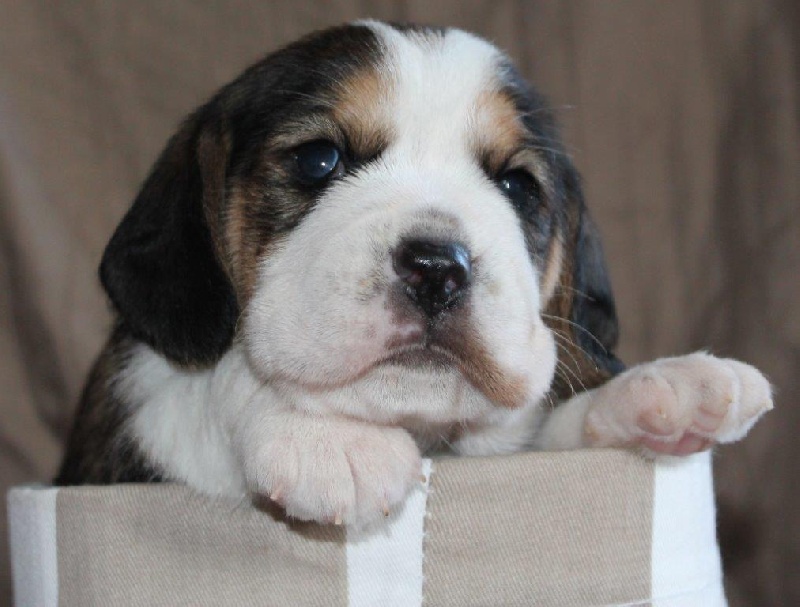 Chiot Beagle Des Chasseurs Du Temps