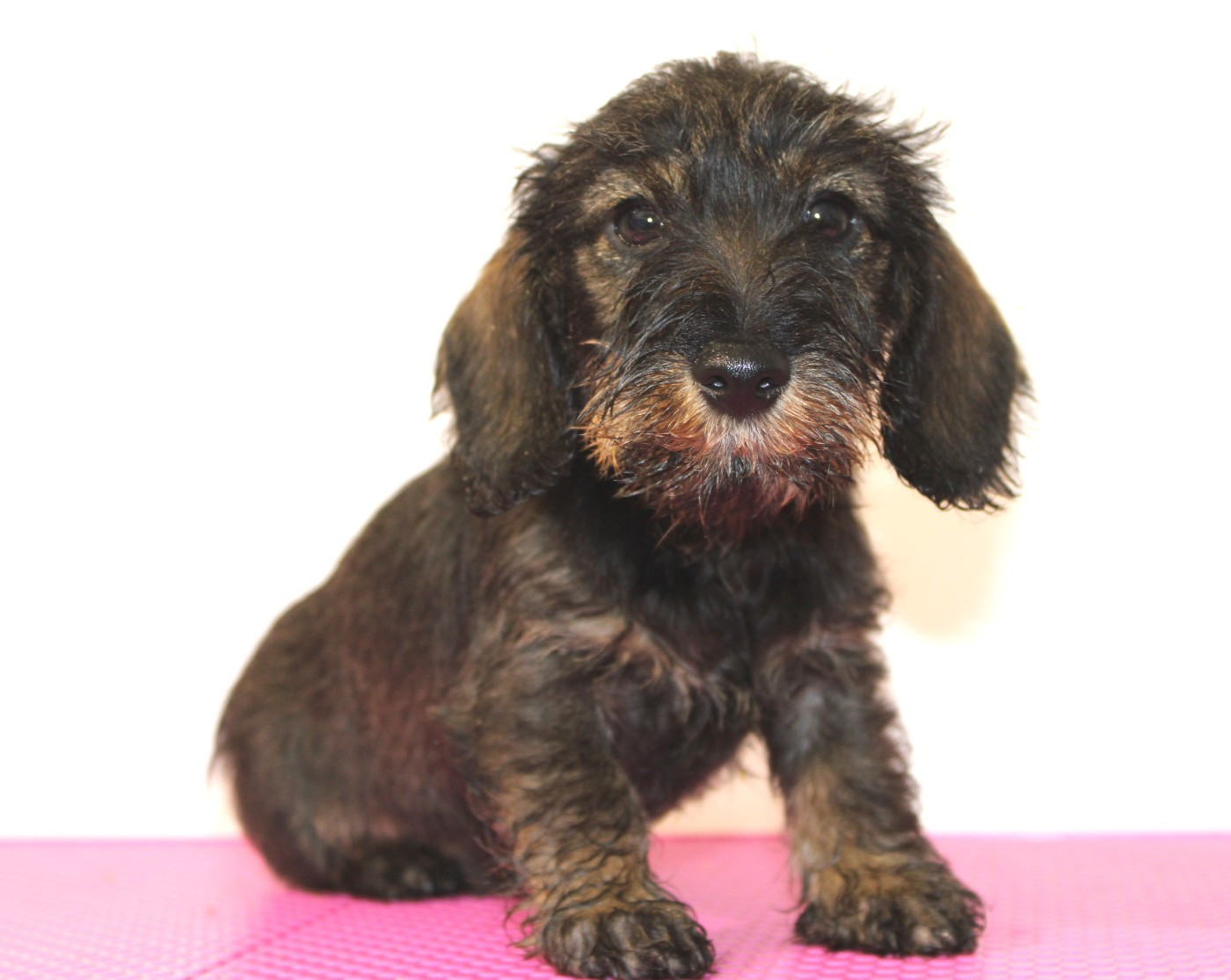 Des Chasseurs Du Temps - Chiots disponibles - Teckel poil dur