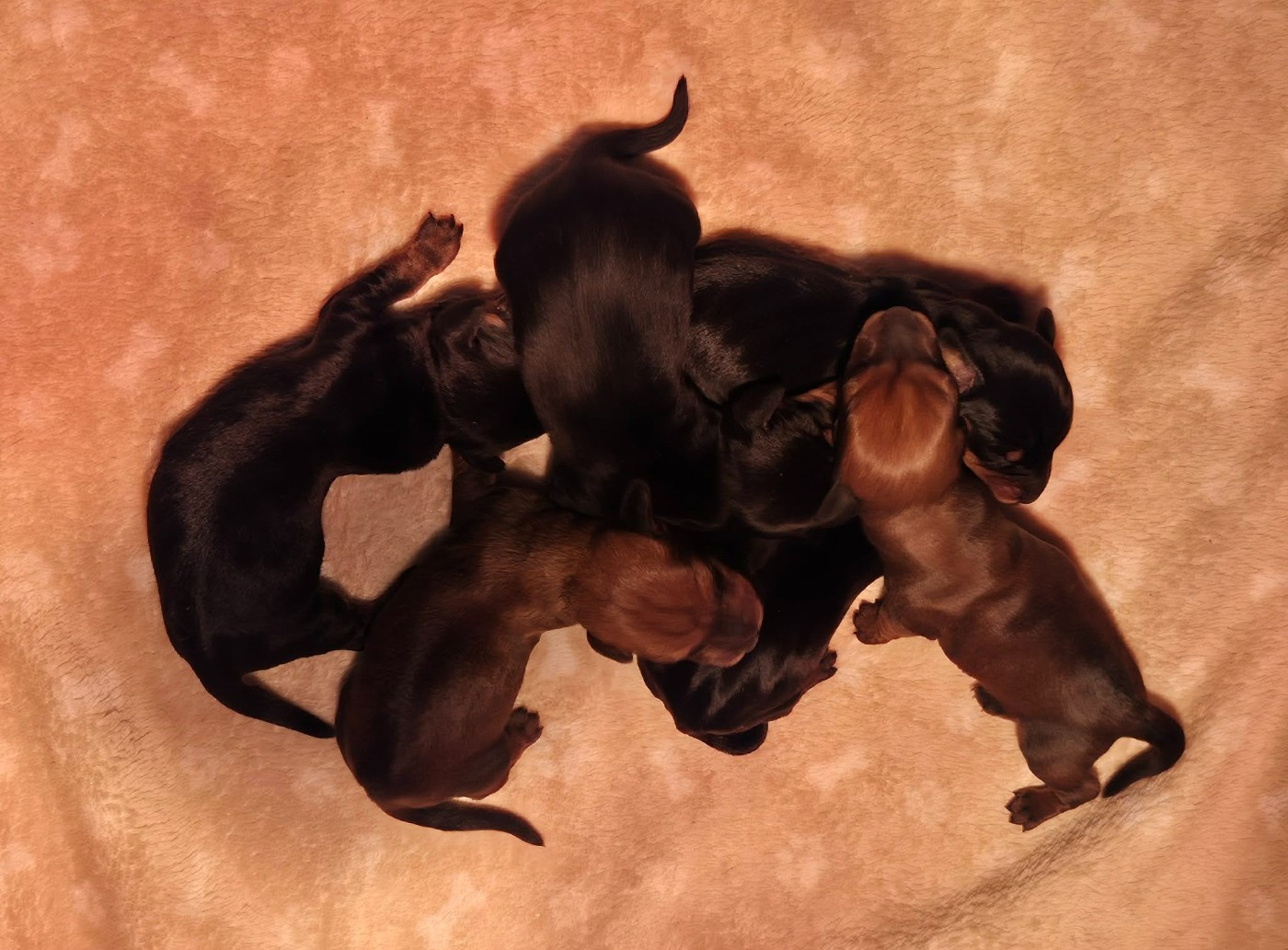 Des Chasseurs Du Temps - Teckel poil dur - Portée née le 22/03/2026