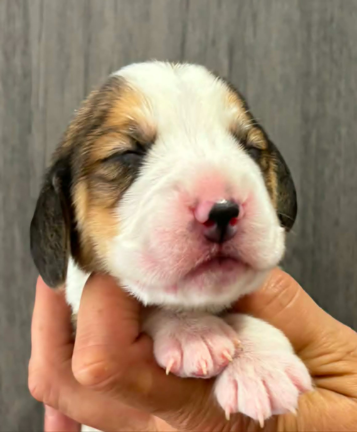 Des Chasseurs Du Temps - Chiots disponibles - Beagle