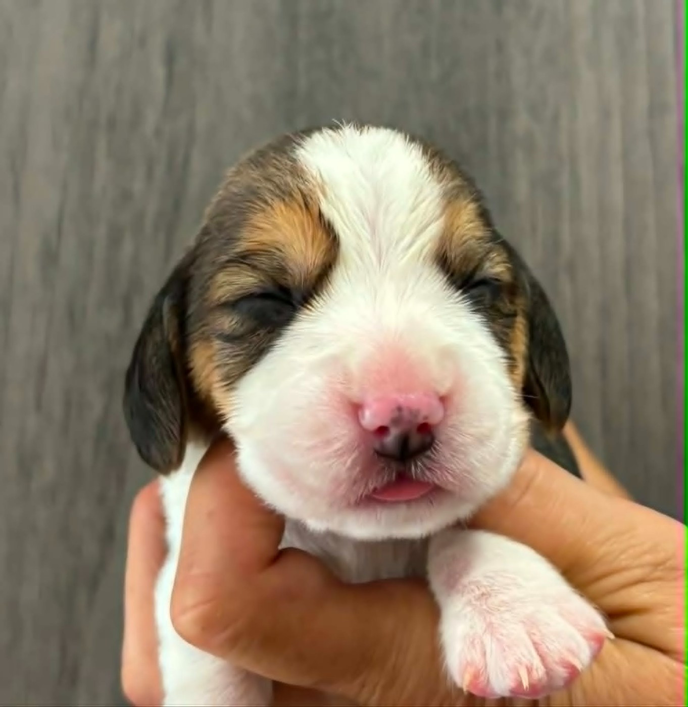 Des Chasseurs Du Temps - Chiots disponibles - Beagle