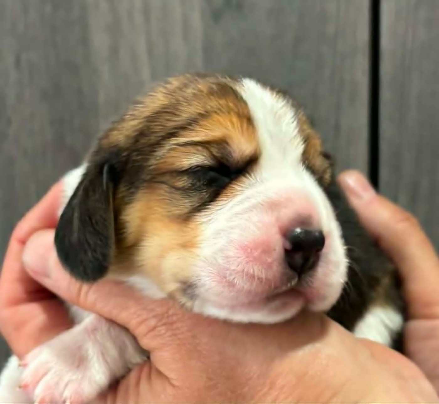 Des Chasseurs Du Temps - Chiots disponibles - Beagle