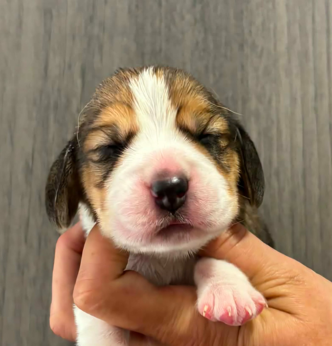 Des Chasseurs Du Temps - Chiots disponibles - Beagle