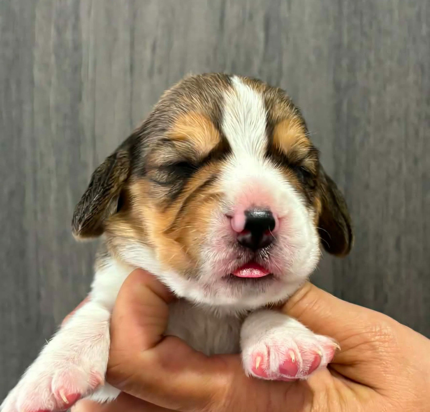 Des Chasseurs Du Temps - Chiots disponibles - Beagle