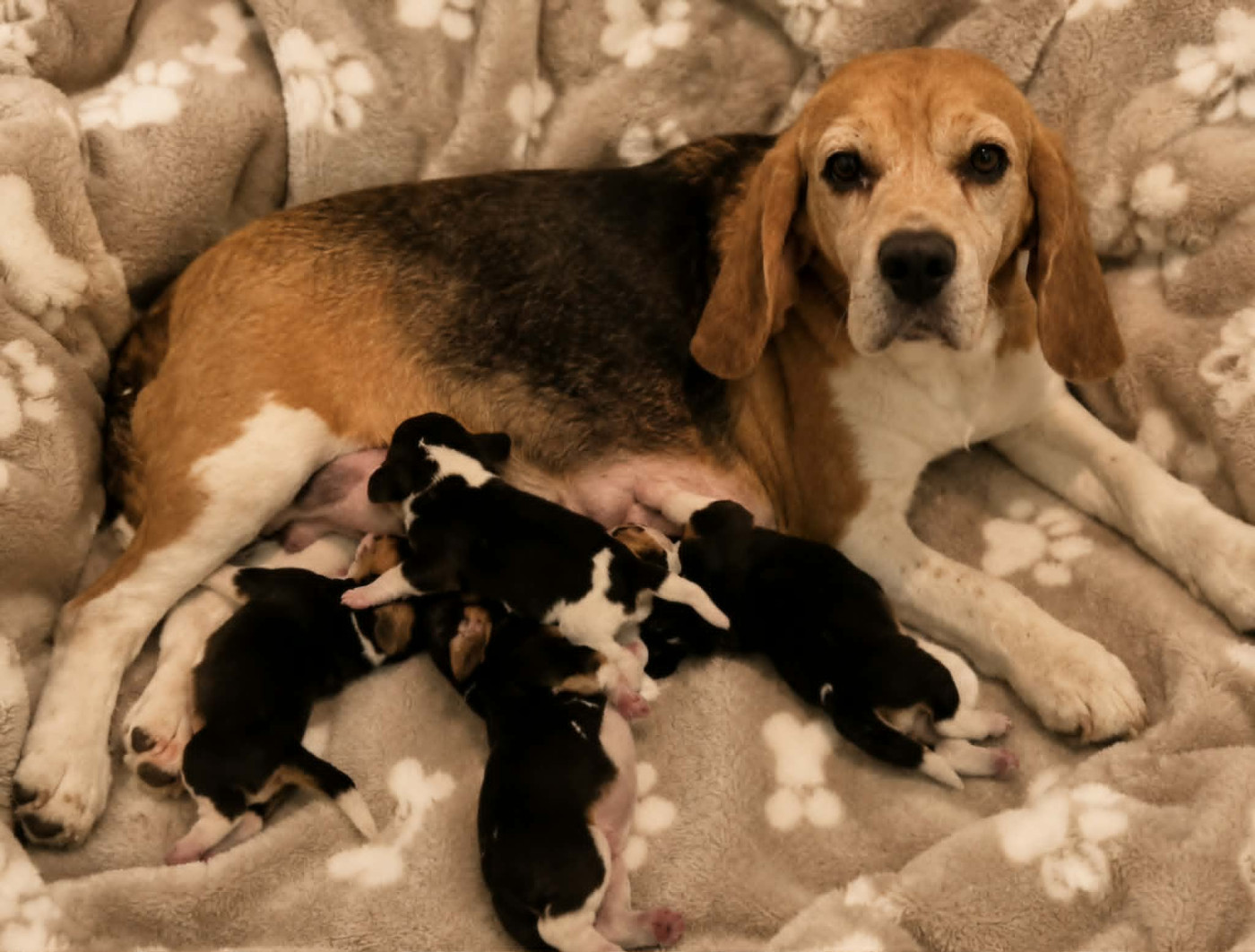 Chiot Beagle Des Chasseurs Du Temps