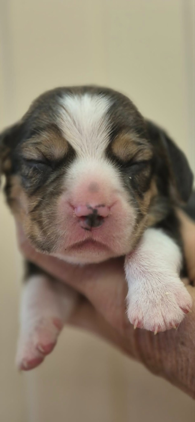 Des Chasseurs Du Temps - Chiots disponibles - Beagle