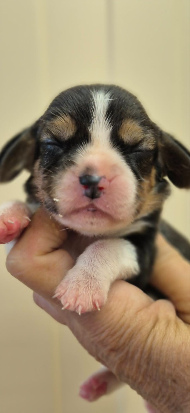 Des Chasseurs Du Temps - Chiots disponibles - Beagle