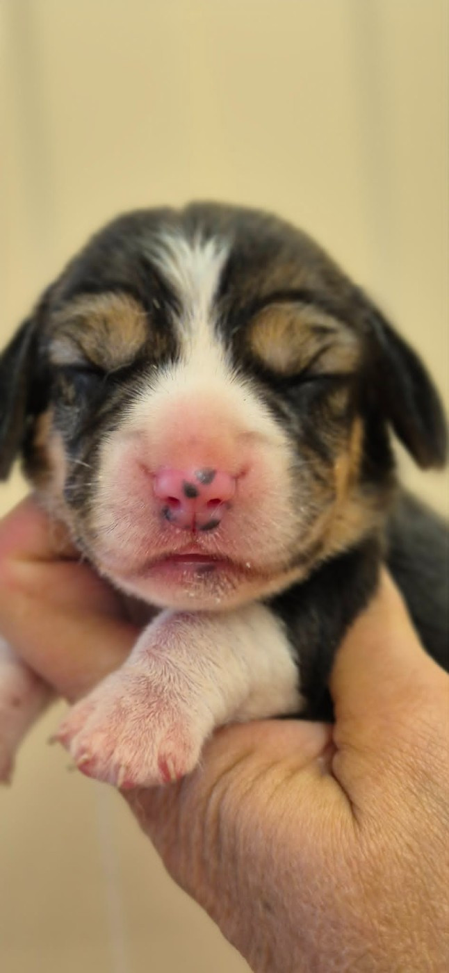 Des Chasseurs Du Temps - Chiots disponibles - Beagle