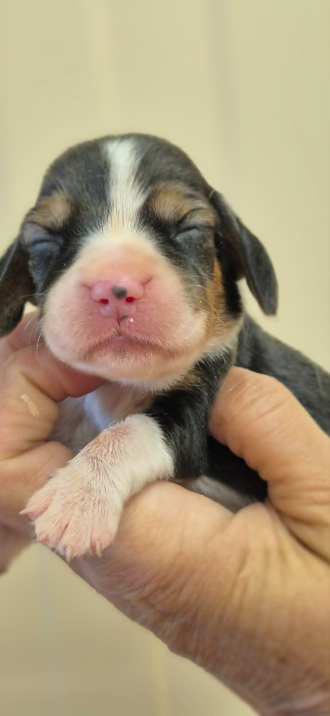 Des Chasseurs Du Temps - Chiots disponibles - Beagle