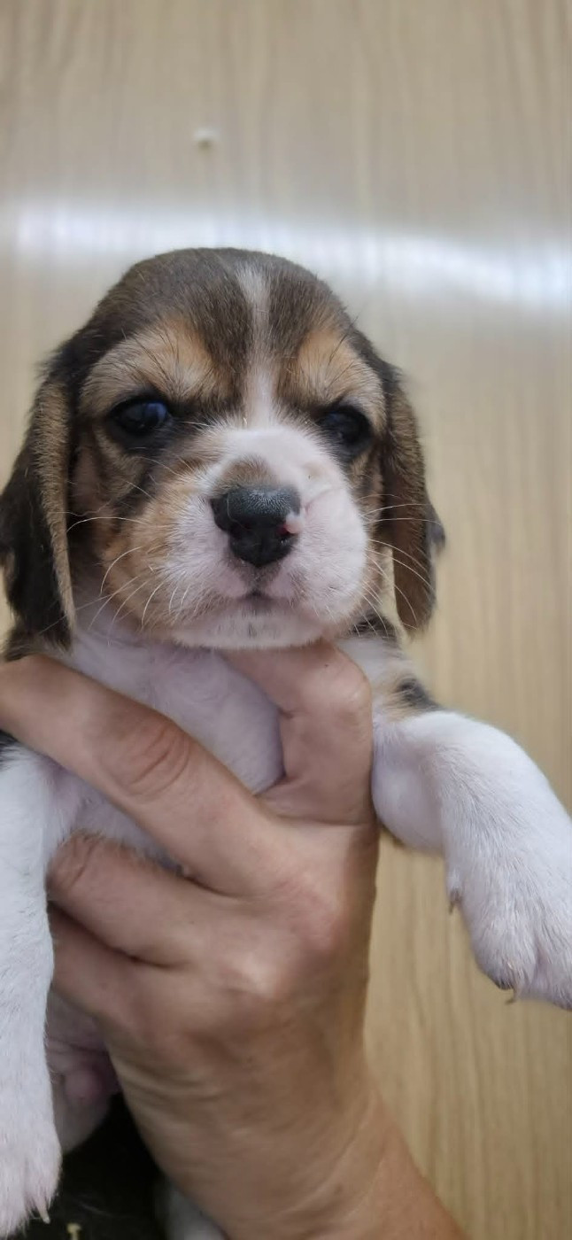 Des Chasseurs Du Temps - Chiots disponibles - Beagle