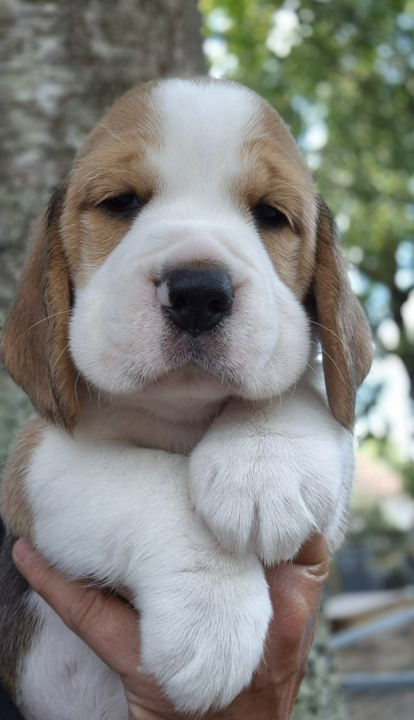 Des Chasseurs Du Temps - Chiots disponibles - Beagle