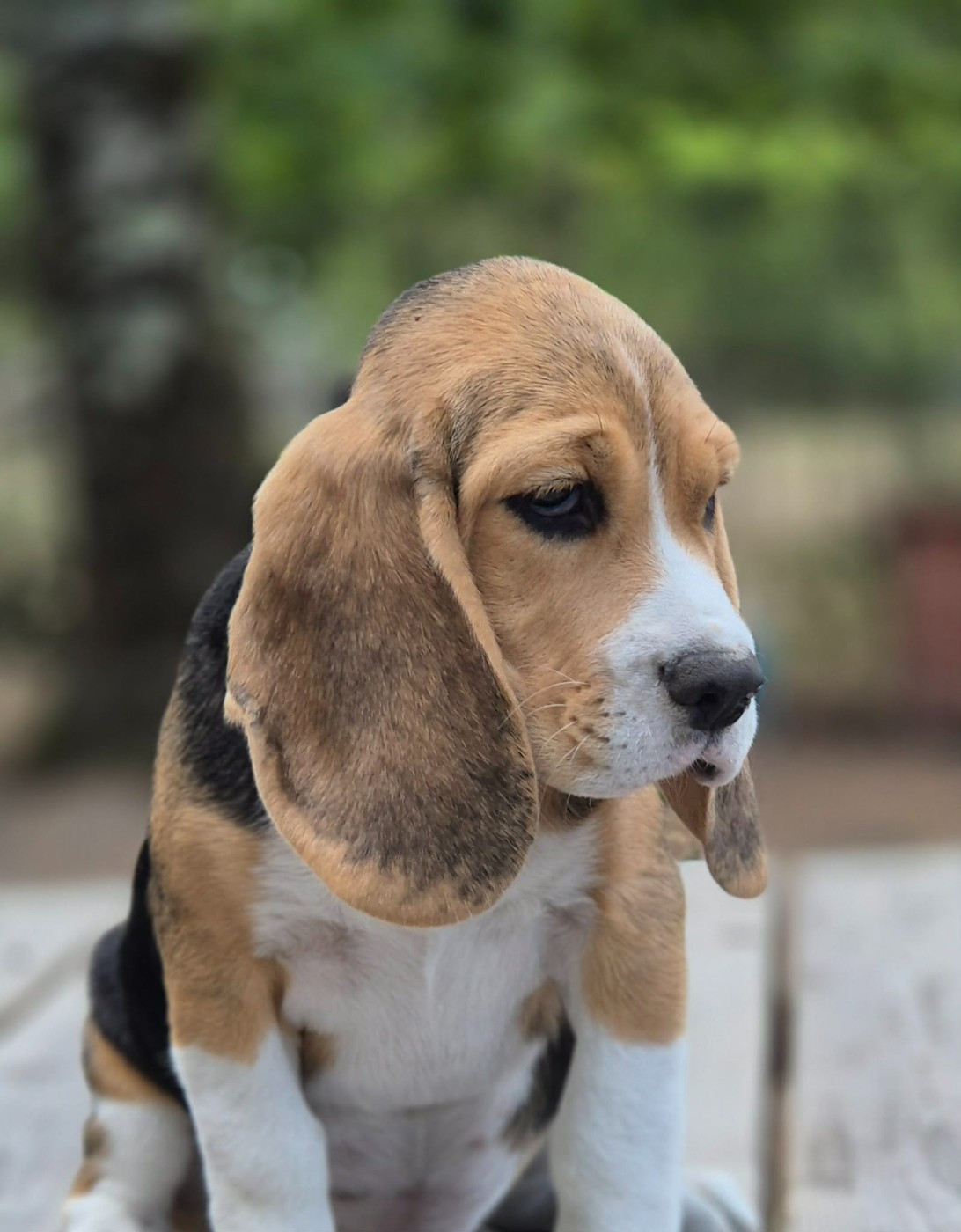 Des Chasseurs Du Temps - Chiots disponibles - Beagle