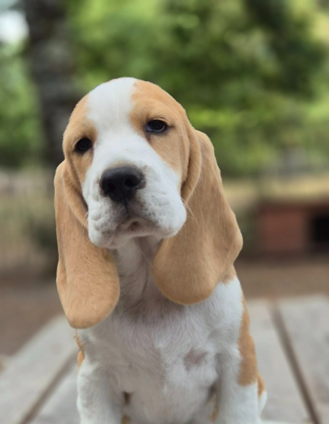 Des Chasseurs Du Temps - Chiots disponibles - Beagle