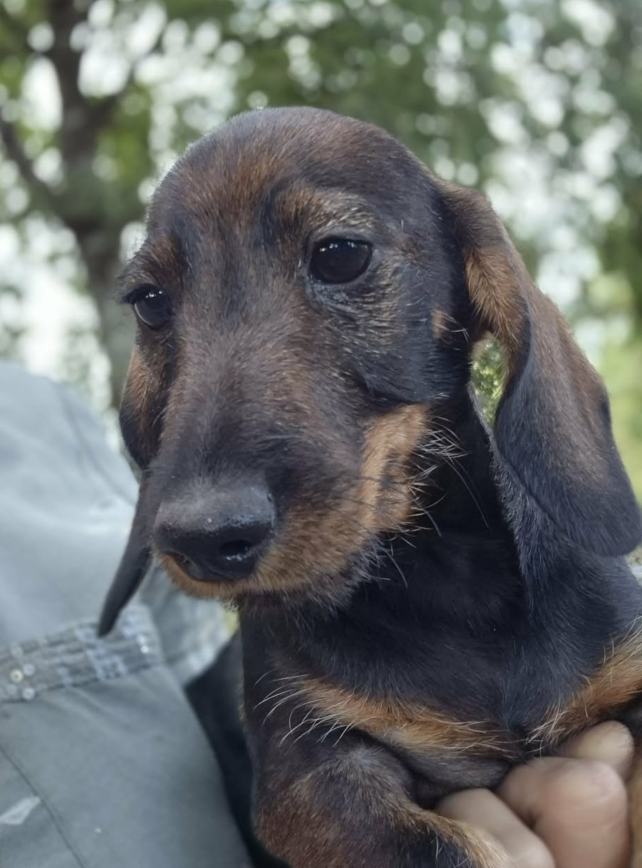 Des Chasseurs Du Temps - Chiots disponibles - Teckel poil dur