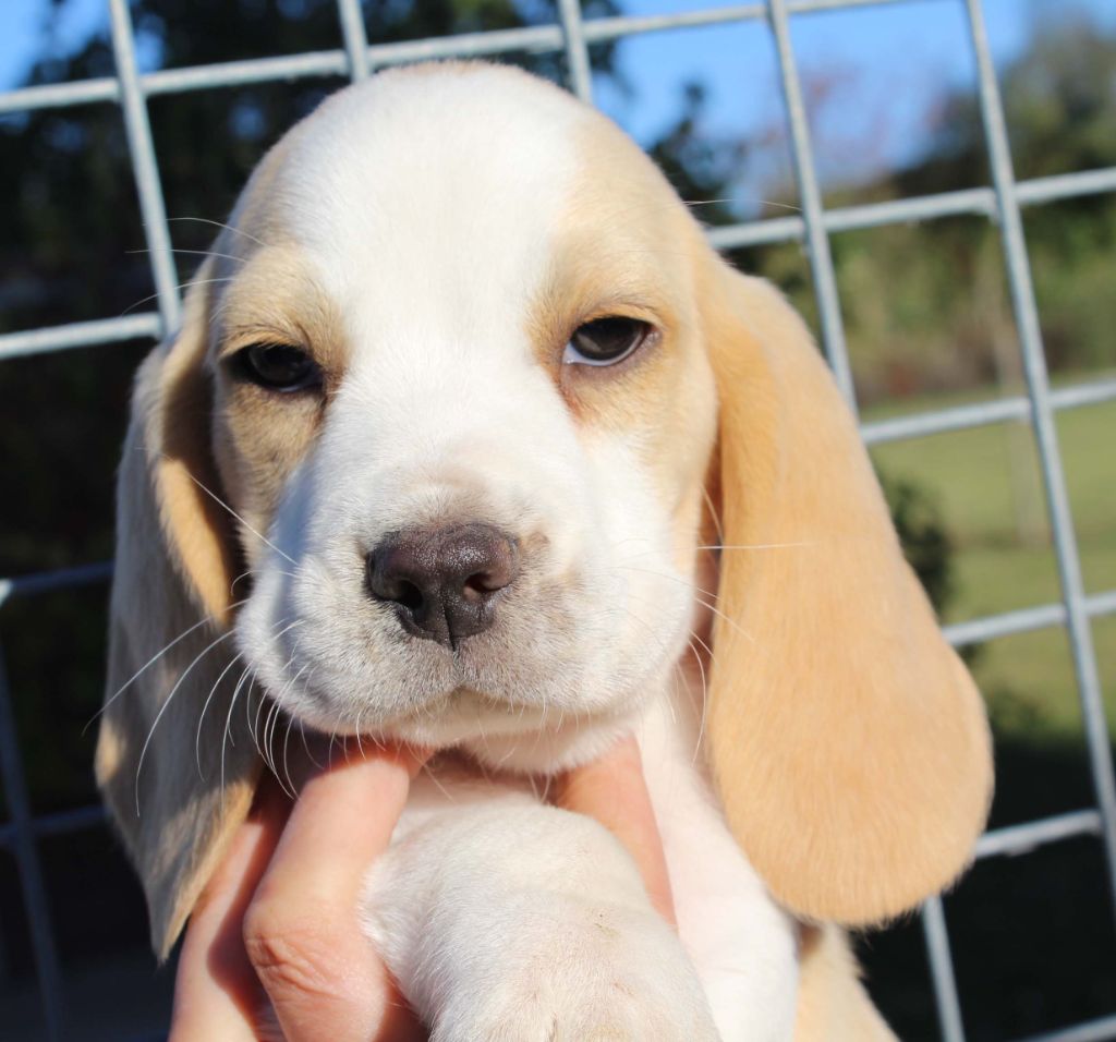 Des Chasseurs Du Temps - Beagle - Portée née le 28/07/2018