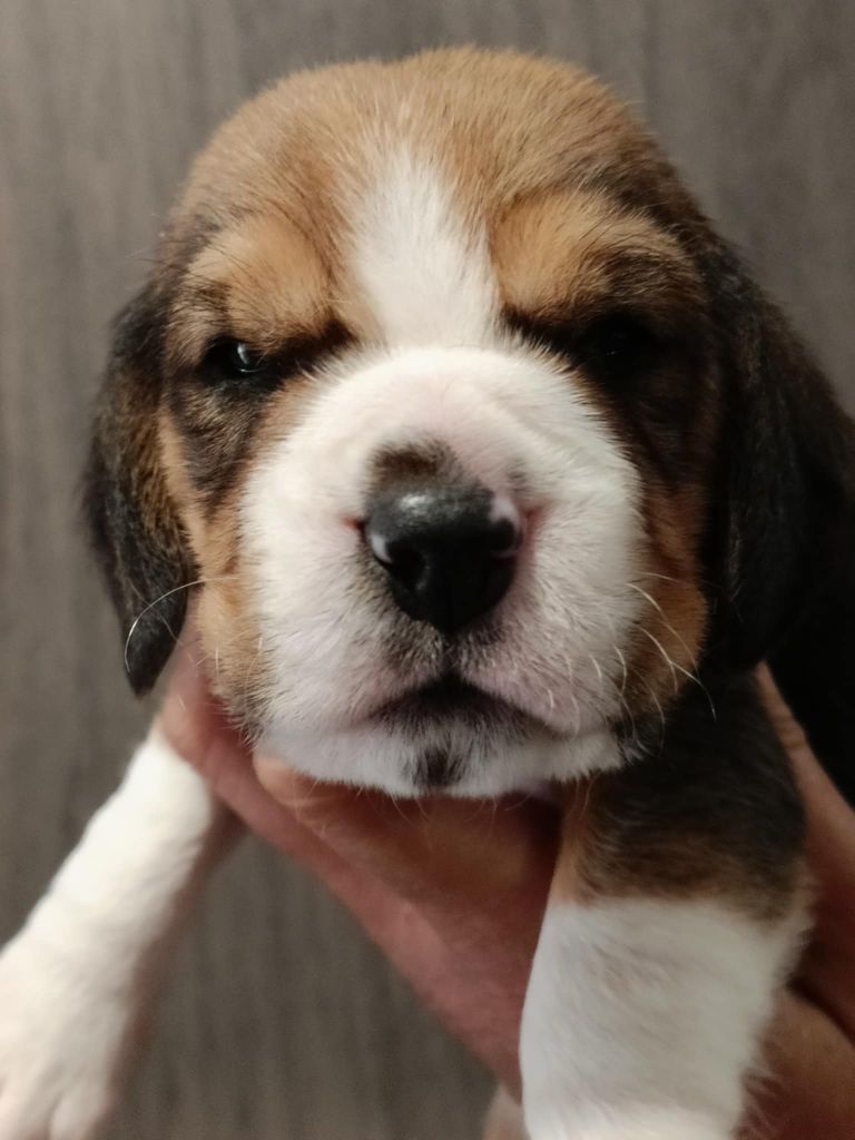 Des Chasseurs Du Temps - Chiots disponibles - Beagle