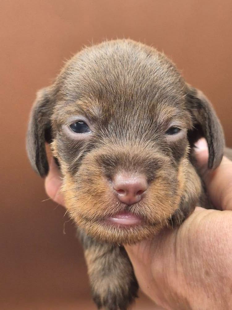 Des Chasseurs Du Temps - Chiots disponibles - Teckel poil dur