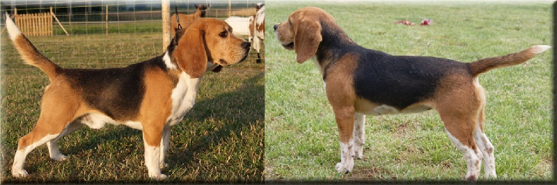 Des Chasseurs Du Temps - Beagle - Portée née le 10/09/2013