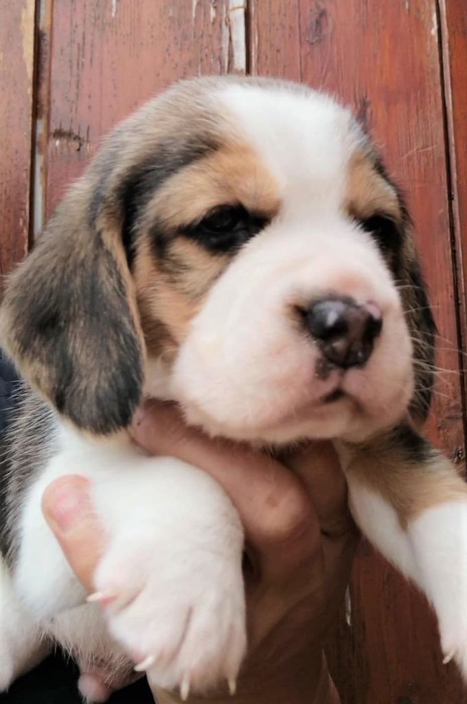 Des Chasseurs Du Temps - Beagle - Portée née le 06/09/2020